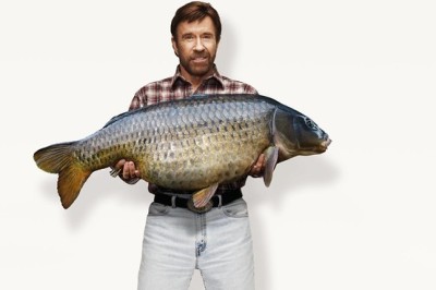 Fun fact: Chuck Norris is 72. IKNORITE!?
